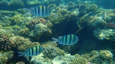 Sergeant major or Indo-Pacific sergeant (Abudefduf vaigiensis) undersea, Red Sea, Egypt, Sharm El Sheikh, Nabq Bay