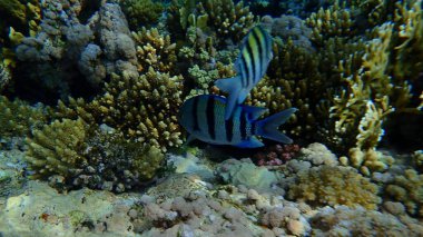 Sergeant major or Indo-Pacific sergeant (Abudefduf vaigiensis) undersea, Red Sea, Egypt, Sharm El Sheikh, Nabq Bay