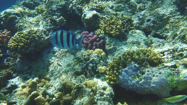 Sergeant Major Indo Pacific Sergeant Abudefduf Vaigiensis Undersea Red Sea — Stock Fotó