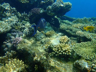 Şaşırtıcı sualtı mercan resifi manzarası, Kızıl Deniz, Mısır, Sina, Ras Mohammad Milli Parkı