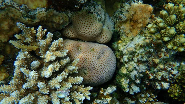 Impresionante Vista Submarina Del Arrecife Coral Mar Rojo Egipto Sinaí —  Fotos de Stock