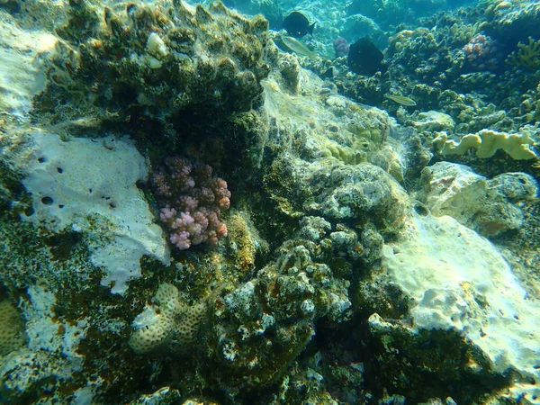 Şaşırtıcı Sualtı Mercan Resifi Manzarası Kızıl Deniz Mısır Sina Ras — Stok fotoğraf