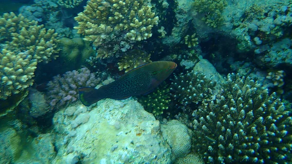 Black Parrotfish Swarthy Parrotfish Dusky Parrotfish Scarus Niger Undersea Red — Zdjęcie stockowe