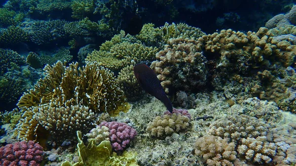 Black Parrotfish Swarthy Parrotfish Dusky Parrotfish Scarus Niger Undersea Red — ストック写真