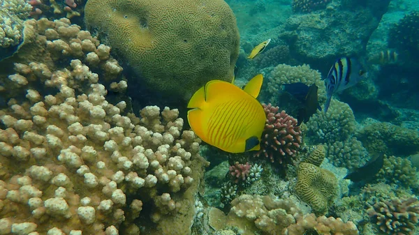 Bluecheek Butterflyfish Blue Cheeked Butterflyfish Chaetodon Semilarvatus Undersea Red Sea — Stock Fotó