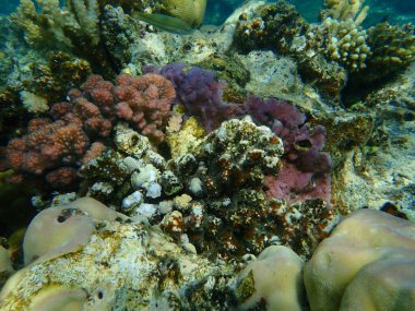 Şaşırtıcı sualtı mercan resifi manzarası, Kızıl Deniz, Mısır, Sina, Ras Mohammad Milli Parkı