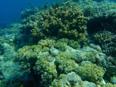 Şaşırtıcı sualtı mercan resifi manzarası, Kızıl Deniz, Mısır, Sina, Ras Mohammad Milli Parkı