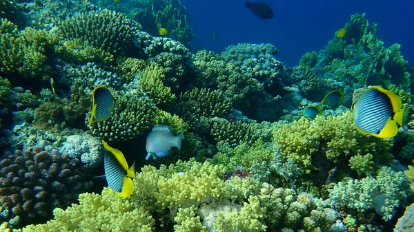 Mořský Motýl Černý Nebo Motýl Černý Chaetodon Melannotus Pod Mořem Stock Snímky