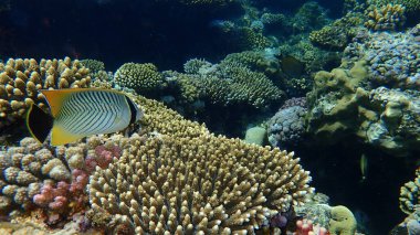 Sembol kelebekbalığı ya da üçgen kelebek balığı, işaretlenmiş kelebek balığı, V çizgili kelebek balığı (Chaetodon trifascialis) denizaltı, Kızıl Deniz, Mısır, Sharm El Şeyh, Nabq Körfezi