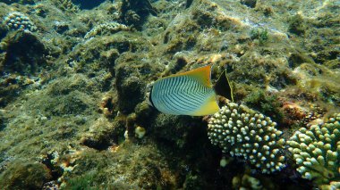 Sembol kelebekbalığı ya da üçgen kelebek balığı, işaretlenmiş kelebek balığı, V çizgili kelebek balığı (Chaetodon trifascialis) denizaltı, Kızıl Deniz, Mısır, Sharm El Şeyh, Nabq Körfezi