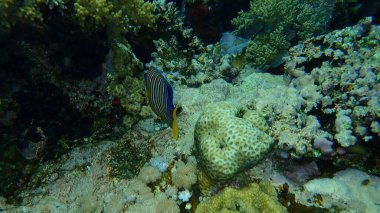 Kraliyet melek balığı (Pygoplites diacanthus) denizaltı, Kızıl Deniz, Mısır, Sharm El Sheikh, Nabq Körfezi