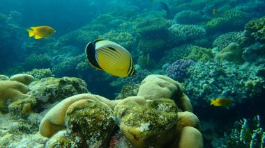 Kara kuyruklu kelebek ya da kara kuyruklu kelebek balığı (Chaetodon austriacus) denizaltı, Kızıl Deniz, Mısır, Sharm El Şeyh, Nabq Körfezi