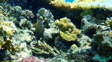 Kızıl Deniz 'in deniz yüzgeci tang ya da Desjardin' in yelken yüzgeci tang, Hint yüzgeci cerrah balığı (Zebrasoma desjardinii) denizaltı, Kızıldeniz, Mısır, Sina, Ras Mohammad ulusal parkı