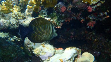 Kızıl Deniz 'in deniz yüzgeci tang ya da Desjardin' in yelken yüzgeci tang, Hint yüzgeci cerrah balığı (Zebrasoma desjardinii) denizaltı, Kızıldeniz, Mısır, Sina, Ras Mohammad ulusal parkı