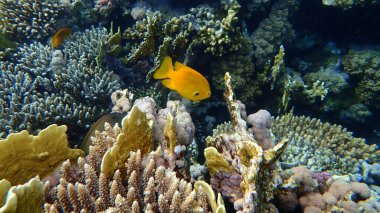 Sülfür genç hanım (Pomacentrus sulfureus) denizaltı, Kızıl Deniz, Mısır, Sharm El Sheikh, Nabq Körfezi