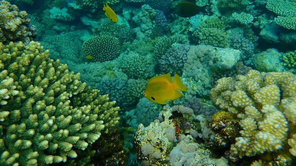 Sulphur Damsel Pomacentrus Sulfureus Undersea Red Sea Egypt Sharm Sheikh — Stock Photo, Image