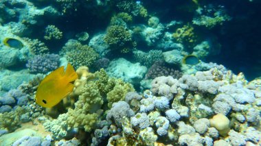 Sülfür genç hanım (Pomacentrus sulfureus) denizaltı, Kızıl Deniz, Mısır, Sharm El Sheikh, Nabq Körfezi