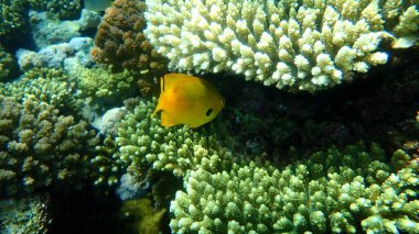 Sülfür genç hanım (Pomacentrus sulfureus) denizaltı, Kızıl Deniz, Mısır, Sharm El Sheikh, Nabq Körfezi