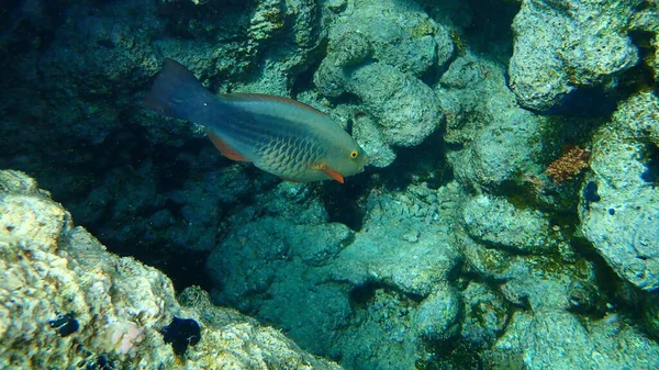 Bridled parrotfish, sixband or six-banded parrotfish, vermiculate parrotfish (Scarus frenatus) female undersea, Red Sea, Egypt, Sinai, Ras Mohammad national park