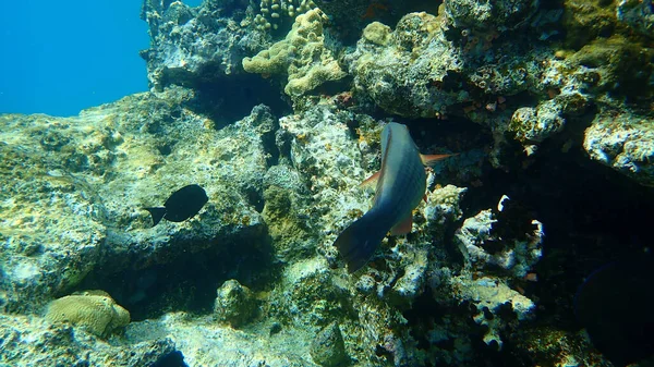Bridled Parrotfish Sixband Six Banded Parrotfish Vermiculate Parrotfish Scarus Frenatus — Stock Photo, Image