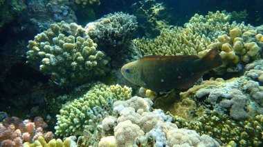 Papağan papağanı veya kurşunbaşlı papağan balığı (Chlorurus sordidus) dişi denizaltı, Kızıl Deniz, Mısır, Sharm El Sheikh, Nabq Körfezi