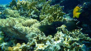 Papağan papağanı veya kurşunbaşlı papağan balığı (Chlorurus sordidus) dişi denizaltı, Kızıl Deniz, Mısır, Sina, Ras Mohammad ulusal parkı