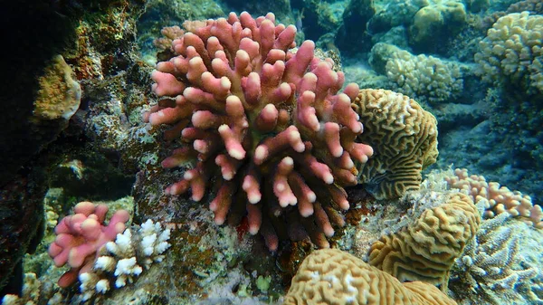 Taş mercan başlıklı mercan ya da yumuşak karnabahar mercanı (Stylophora pistillata) deniz altı, Kızıl Deniz, Mısır, Sharm El Sheikh, Nabq Körfezi