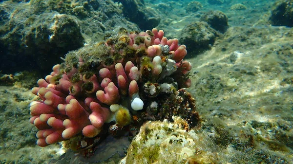 石のサンゴフードサンゴまたは滑らかなカリフラワーサンゴ Stylophora Pistilata エジプト 魅力エルシェイク ナベク湾 — ストック写真