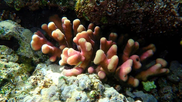 Coral Pedregoso Hood Coral Couve Flor Lisa Coral Stylophora Pistillata — Fotografia de Stock
