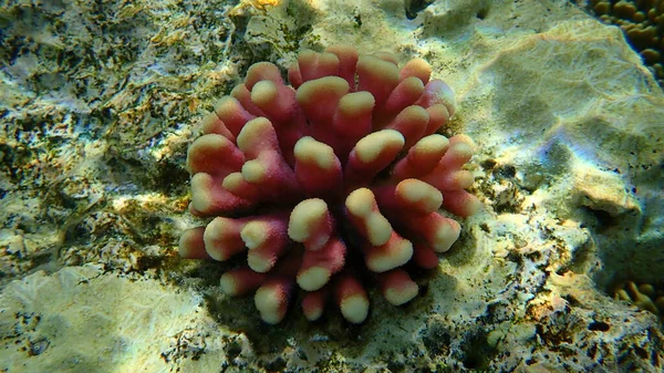 Stony Κοράλλι Hood Κοράλλι Smooth Κοράλλι Κουνουπίδι Stylophora Pistillata Υποθαλάσσια — Φωτογραφία Αρχείου