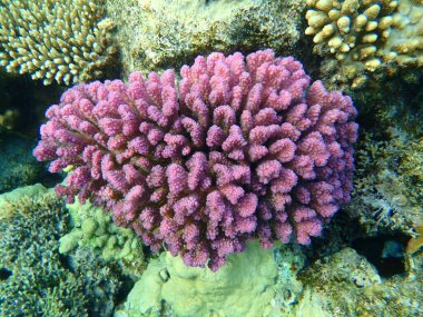 Taşlı mercan ahşap mercan ya da karnabahar mercanı, tokmak boynuzlu mercan (Pocillopora verrucosa) denizaltı, Kızıldeniz, Mısır, Sharm El Sheikh, Nabq Körfezi