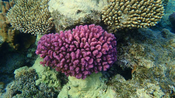 Coral Coral Pedregoso Coral Couve Flor Coral Chifre Botão Pocillopora — Fotografia de Stock