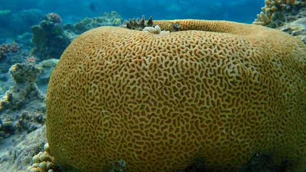 Кам Яні Корали Knob Coral Dipsastraea Lacuna Спочатку Називався Favia — стокове фото