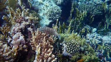 Mental wrasse (Oxycheilinus mentalis) denizaltı, Kızıldeniz, Mısır, Sharm El Sheikh, Nabq Bay