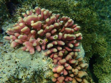 Taş mercan başlıklı mercan ya da yumuşak karnabahar mercanı (Stylophora pistillata) deniz altı, Kızıl Deniz, Mısır, Sharm El Sheikh, Nabq Körfezi