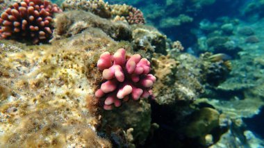 Taş mercan başlıklı mercan ya da yumuşak karnabahar mercanı (Stylophora pistillata) deniz altı, Kızıl Deniz, Mısır, Sharm El Sheikh, Nabq Körfezi