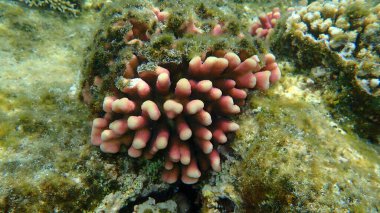 Taş mercan başlıklı mercan ya da yumuşak karnabahar mercanı (Stylophora pistillata) deniz altı, Kızıl Deniz, Mısır, Sharm El Sheikh, Nabq Körfezi