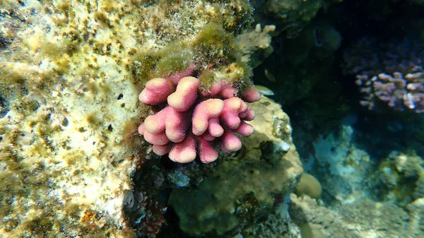 Coral Pedregoso Coral Capucha Coral Coliflor Liso Stylophora Pistillata Bajo —  Fotos de Stock