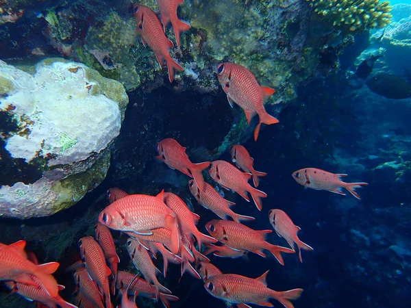 Pinecone soldierfish (Myripristis murdjan) undersea, Red Sea, Egypt, Sharm El Sheikh, Nabq Bay