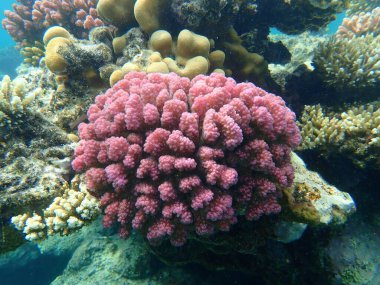 Taşlı mercan ahşap mercan ya da karnabahar mercanı, tokmak boynuzlu mercan (Pocillopora verrucosa) denizaltı, Kızıldeniz, Mısır, Sharm El Sheikh, Nabq Körfezi