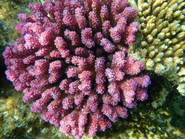 Taşlı mercan ahşap mercan ya da karnabahar mercanı, tokmak boynuzlu mercan (Pocillopora verrucosa) denizaltı, Kızıldeniz, Mısır, Sharm El Sheikh, Nabq Körfezi