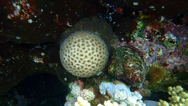 Coral Pedregoso Coral Botão Dipsastraea Lacuna Originalmente Chamado Favia Lacuna — Fotografia de Stock