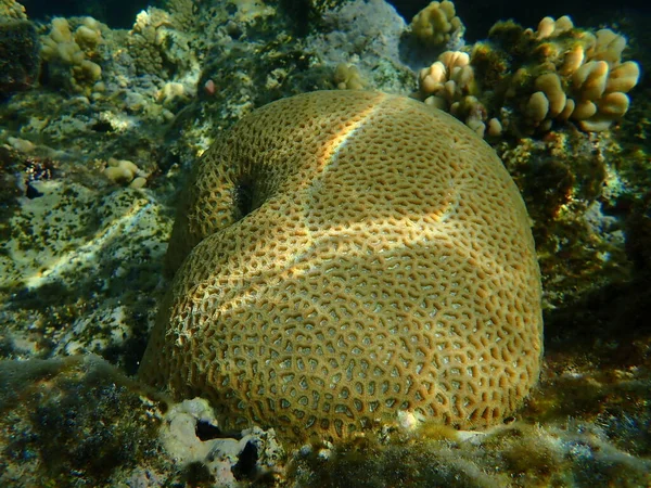 Stony Coral Knob Coral Dipsastraea Lacuna Oorspronkelijk Favia Lacuna Genoemd — Stockfoto