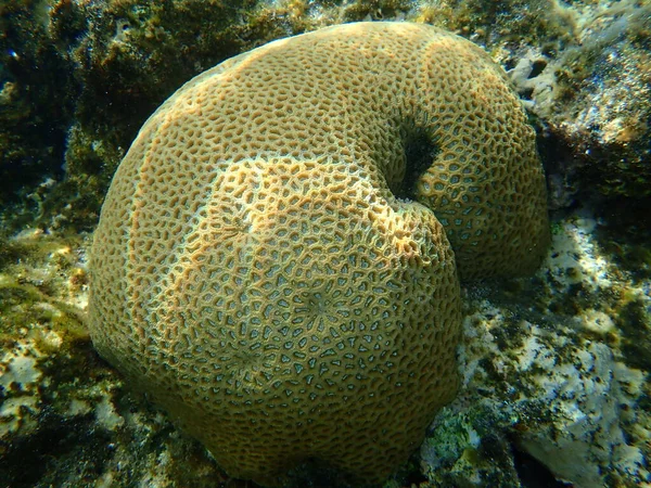 Steinkorallen Knopfkoralle Dipsastraea Lacuna Ursprünglich Favia Lacuna Genannt Unterwasser Rotes — Stockfoto