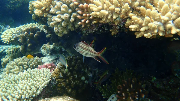 Sammara Squirrelfish Blood Spot Squirrelfish Slender Squirrelfish Neoniphon Sammara Undersea — Stock Photo, Image