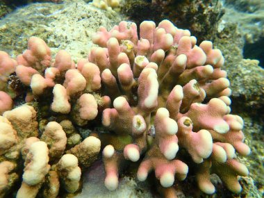 Taş mercan başlıklı mercan ya da yumuşak karnabahar mercanı (Stylophora pistillata) deniz altı, Kızıl Deniz, Mısır, Sharm El Sheikh, Nabq Körfezi