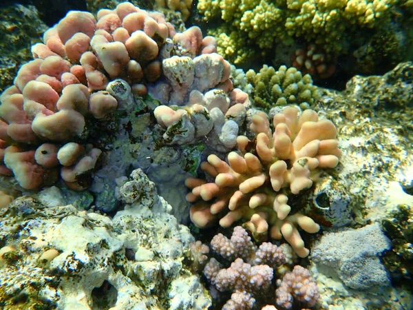 Taş Mercan Başlıklı Mercan Yumuşak Karnabahar Mercanı Stylophora Pistillata Deniz — Stok fotoğraf