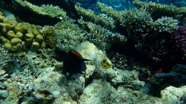 Slingjaw wrasse veya sling-jaw wrasse (Epibulus insidiator) denizaltı, Kızıldeniz, Mısır, Sina, Ras Mohammad Milli Parkı
