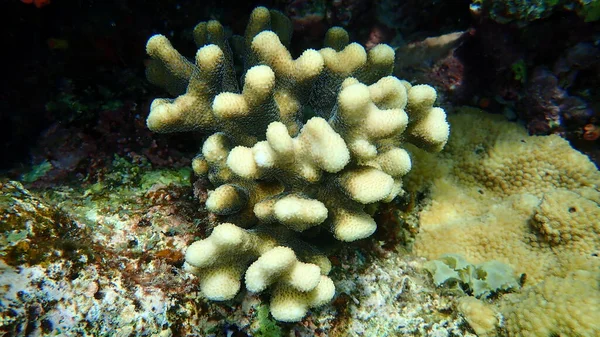 Stony Coral Hood Coral Smooth Cauliflower Coral Stylophora Pistillata Undersea — Fotografia de Stock