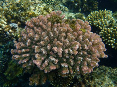 Taşlı mercan ahşap mercan ya da karnabahar mercanı, tokmak boynuzlu mercan (Pocillopora verrucosa) denizaltı, Kızıldeniz, Mısır, Sharm El Sheikh, Nabq Körfezi